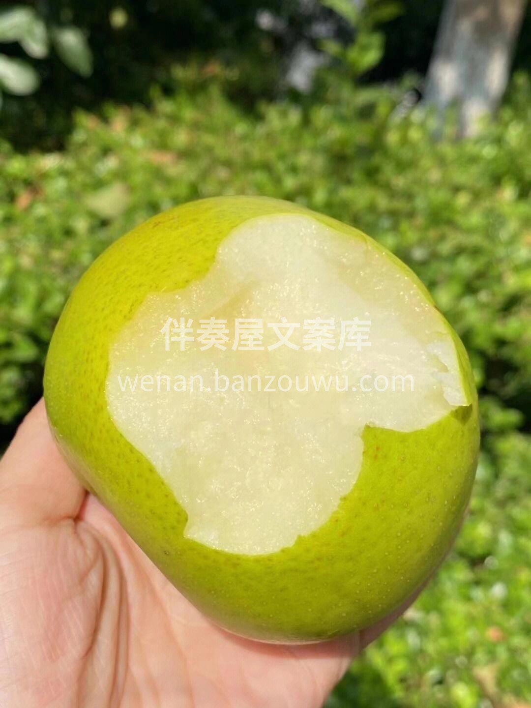 💁在享受玉露香梨的美味时，你还能吸收它丰 配图1