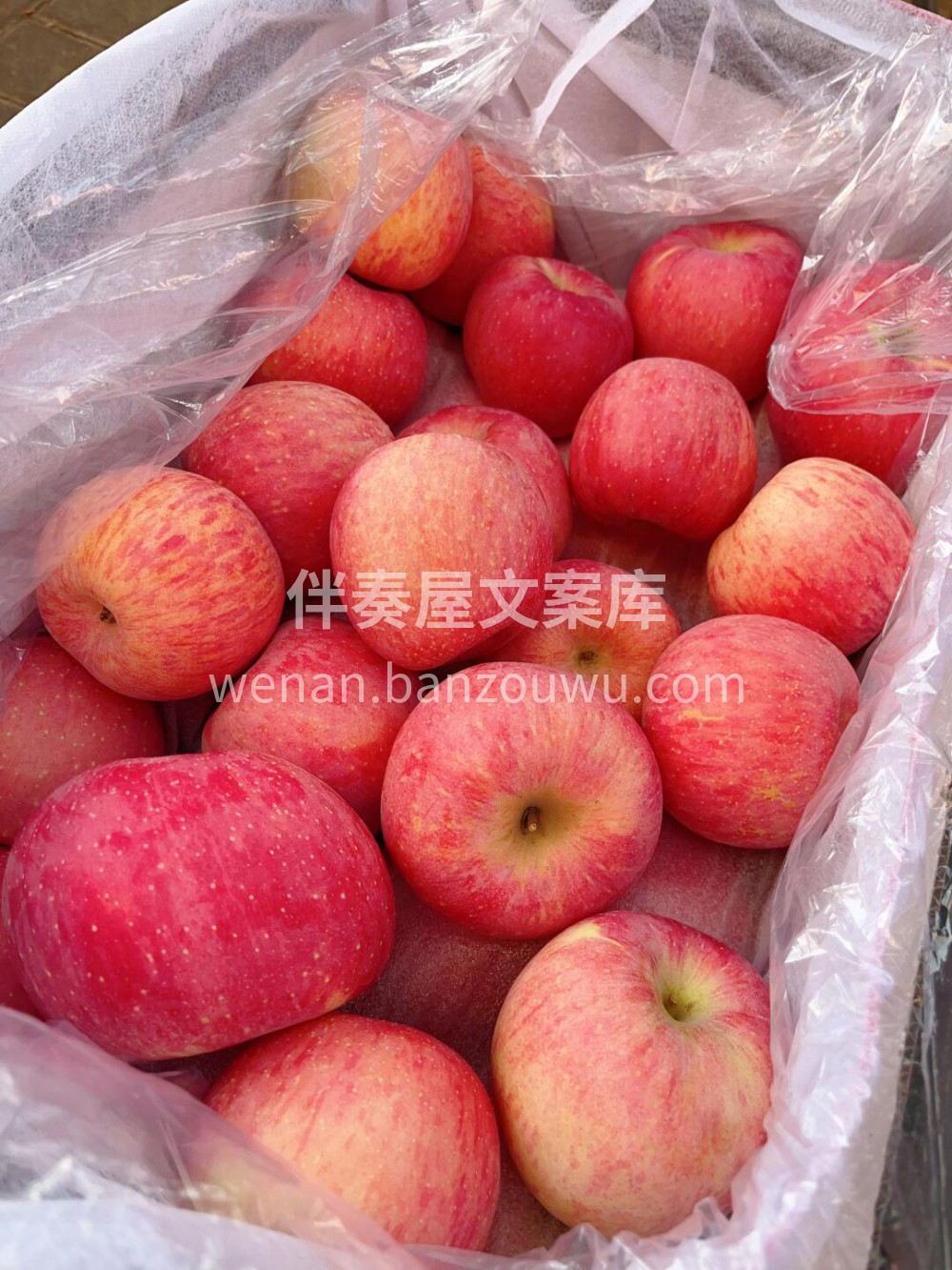 洛川苹果🍎 一口下去酥甜不瓷实～满口苹果 配图3