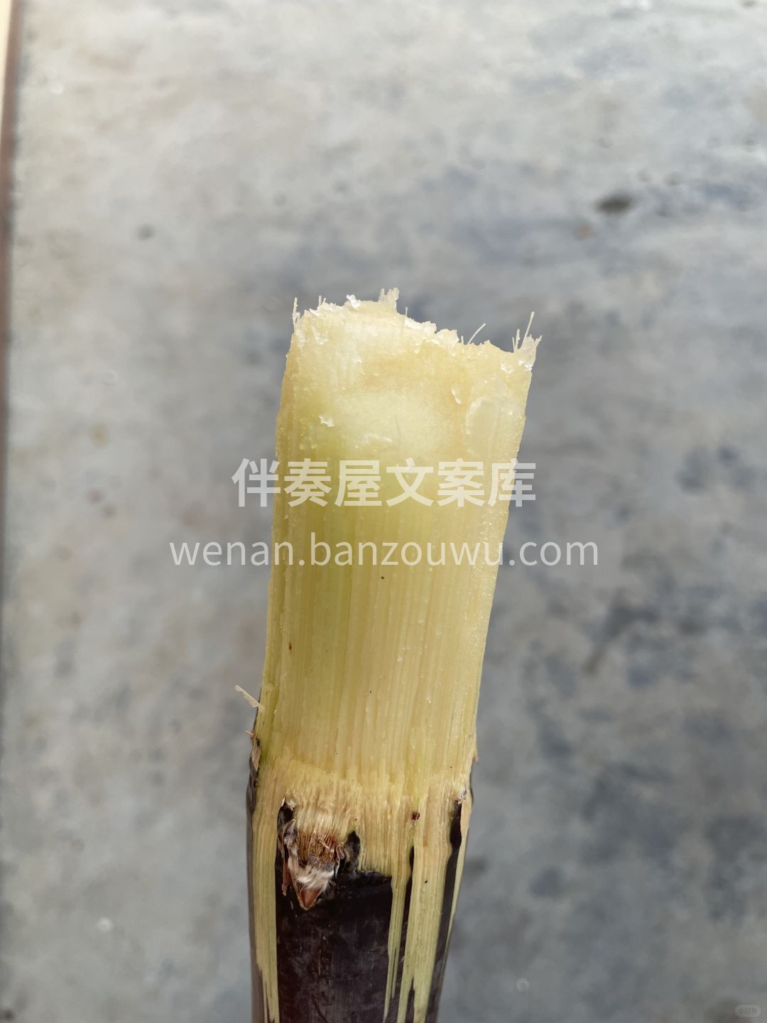 🍀【果香治愈一整天‼️】 生活需要一点清甜， 酸的甜的，刚刚 配图4
