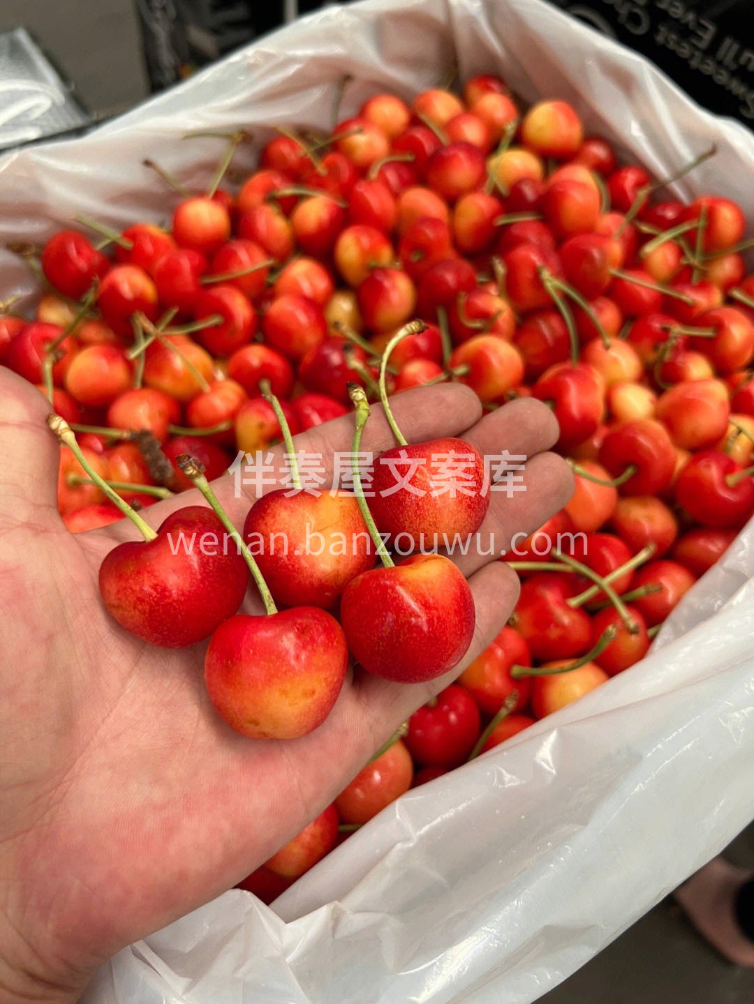 黄金车厘子🍒口感堪称完美，超级脆甜，甜度 配图1