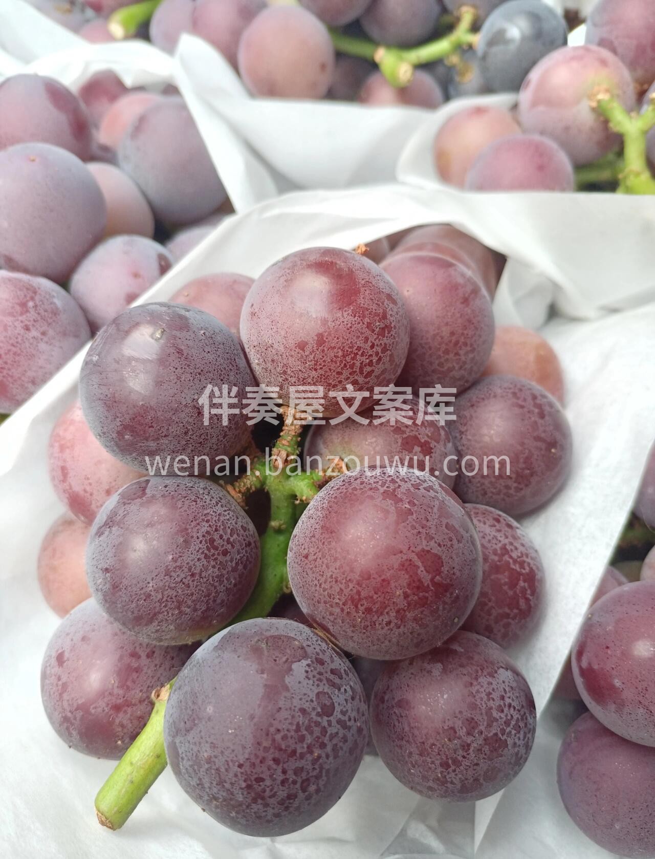 ✨颗粒硕大如乒乓球般大小，是葡萄中的“巨 配图2