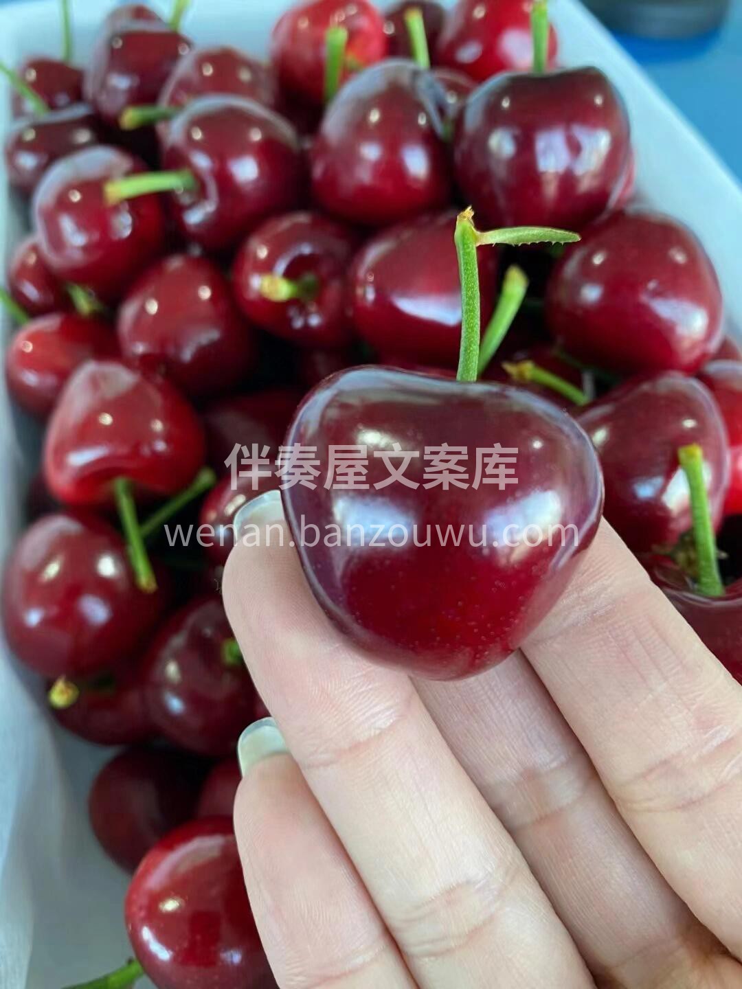 🍒春天第一美艳，每颗美早樱桃都是鲜红欲滴 配图2