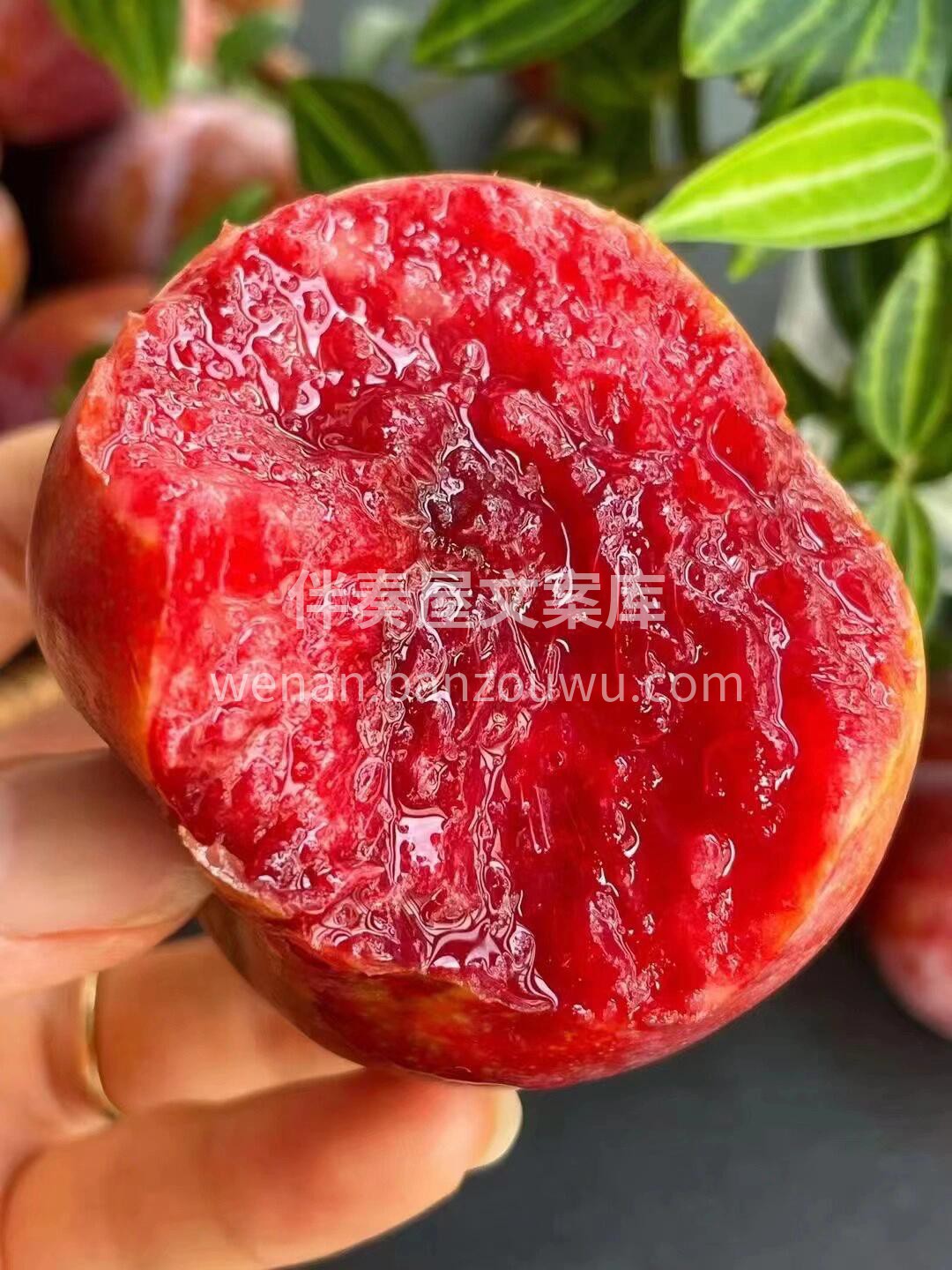 ❤️等了一年的芙蓉李来啦😍 九分甜一分酸 配图1