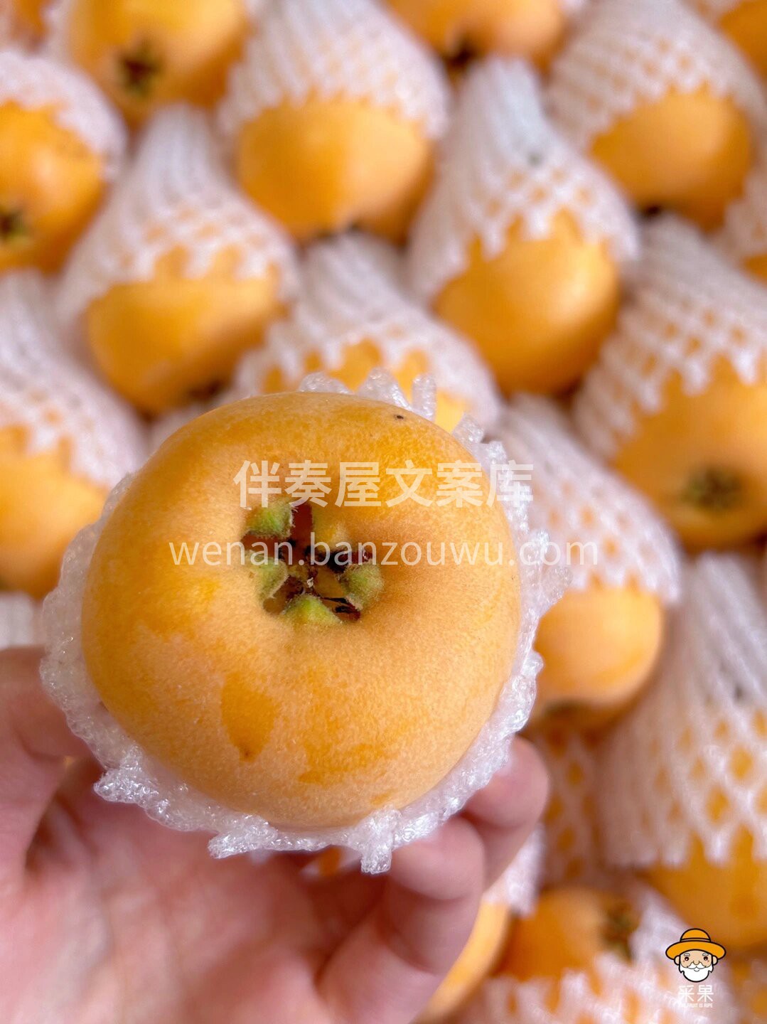五星枇杷真的是枇杷界的王者！ 💯剥开薄薄 配图2
