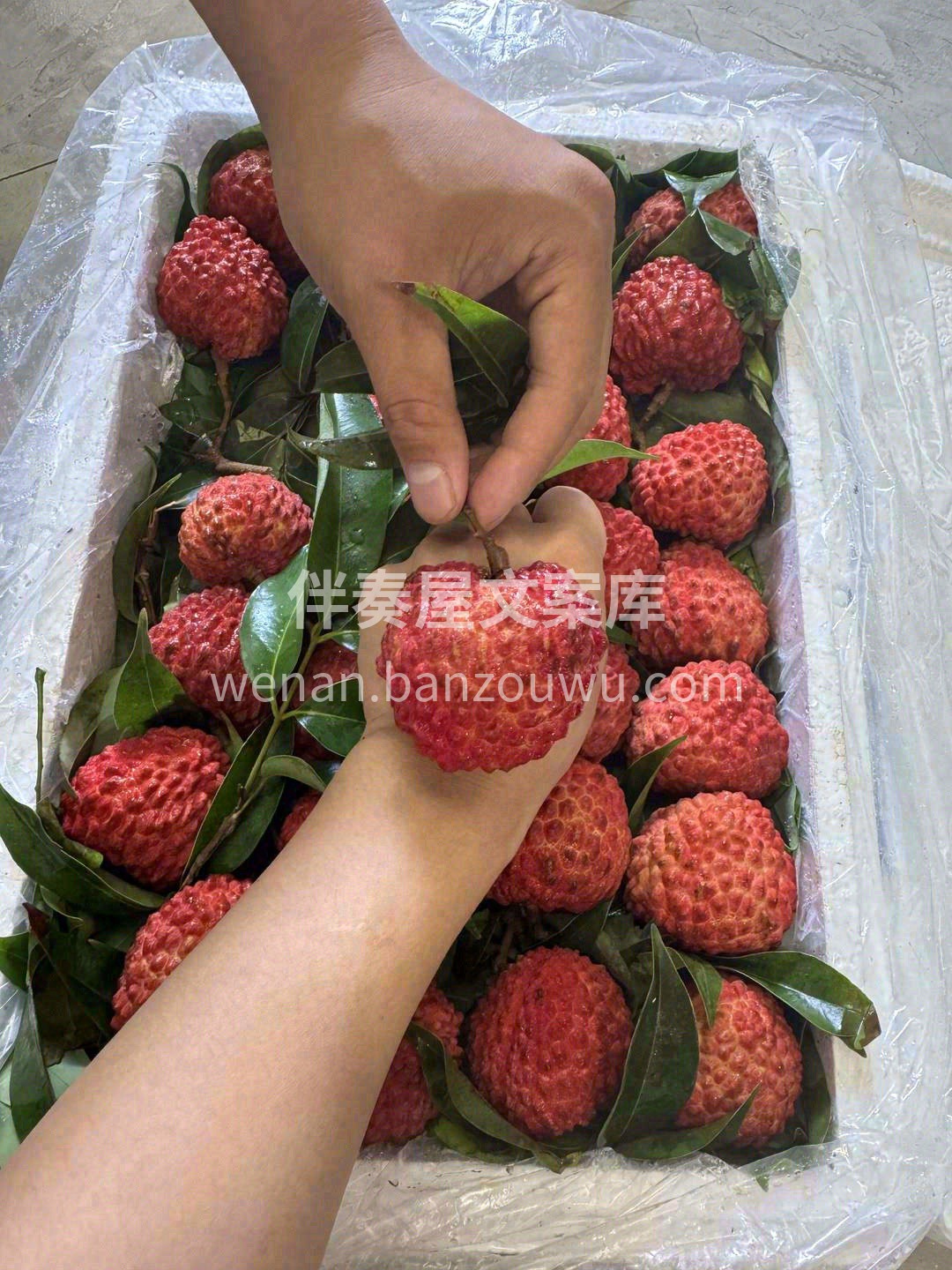 忽而夏已至，荔枝正当红💌 你尝遍了人间烟 配图2
