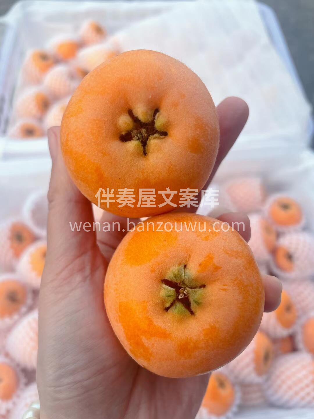 枇杷，是双润的味道🧡 快来抢占这第一口甜 配图3
