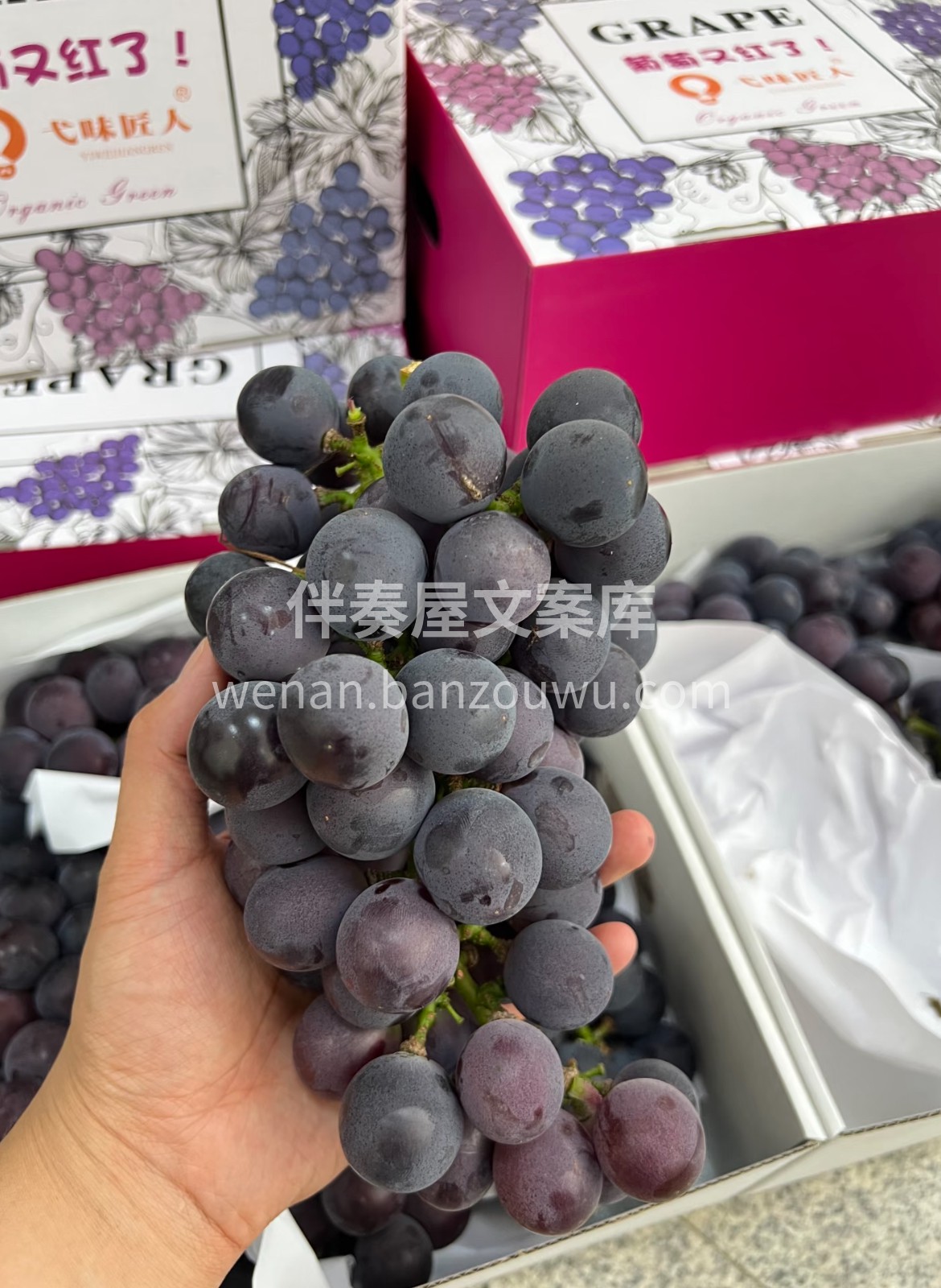 上新✨巨峰葡萄🍇 浓、醇、甜💥咬破果皮满 配图2