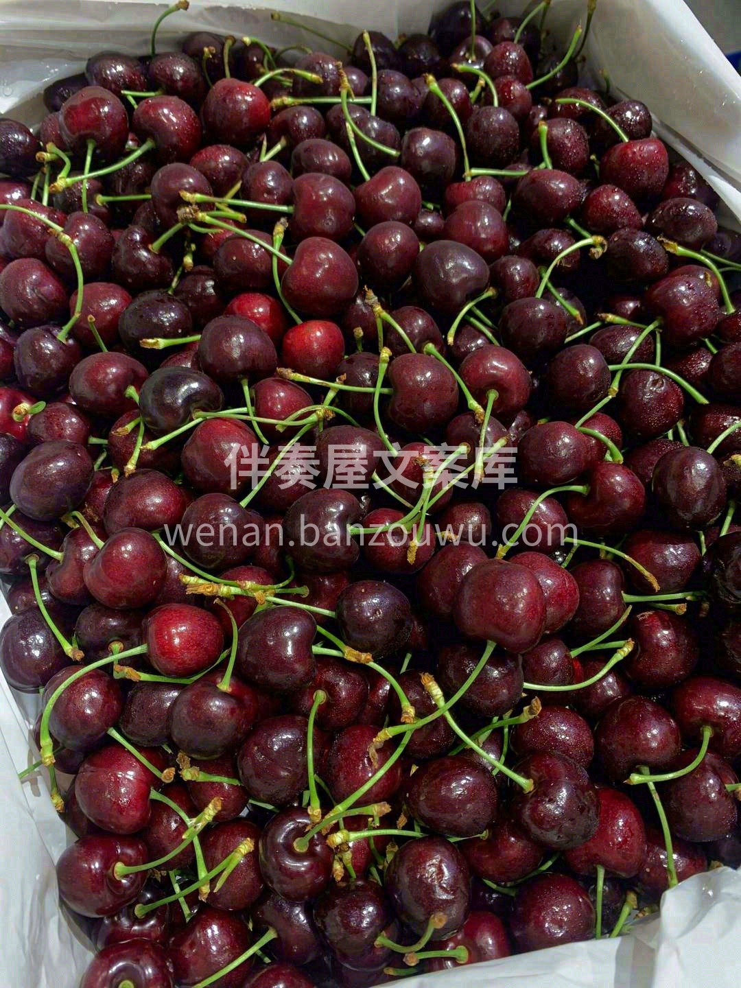 🍒在枝头冬眠了700小时的它⏰ 阳光雨露 配图2