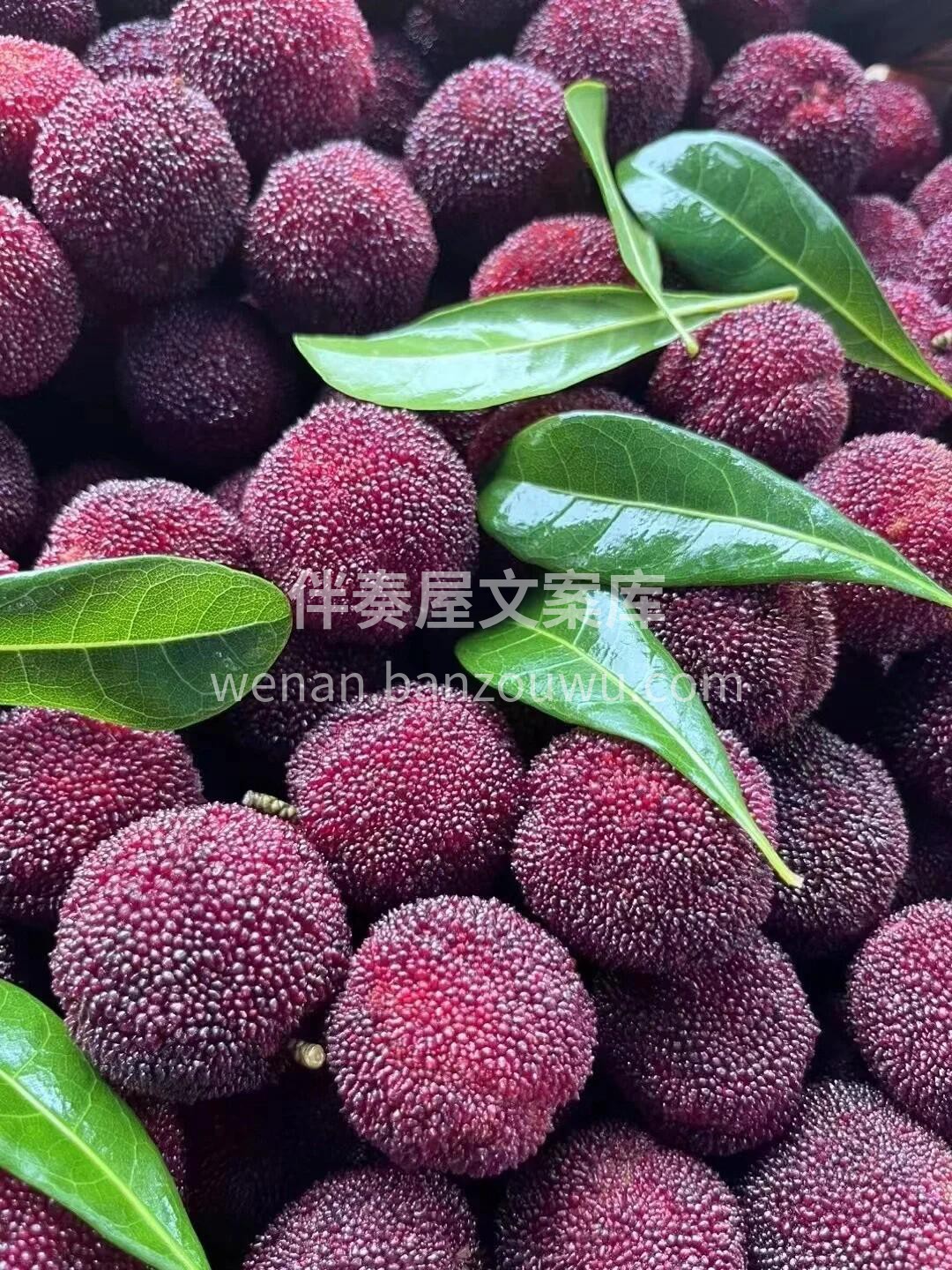 🍀“无杨梅，不夏天”☀ 酸酸甜甜，又是一 配图2