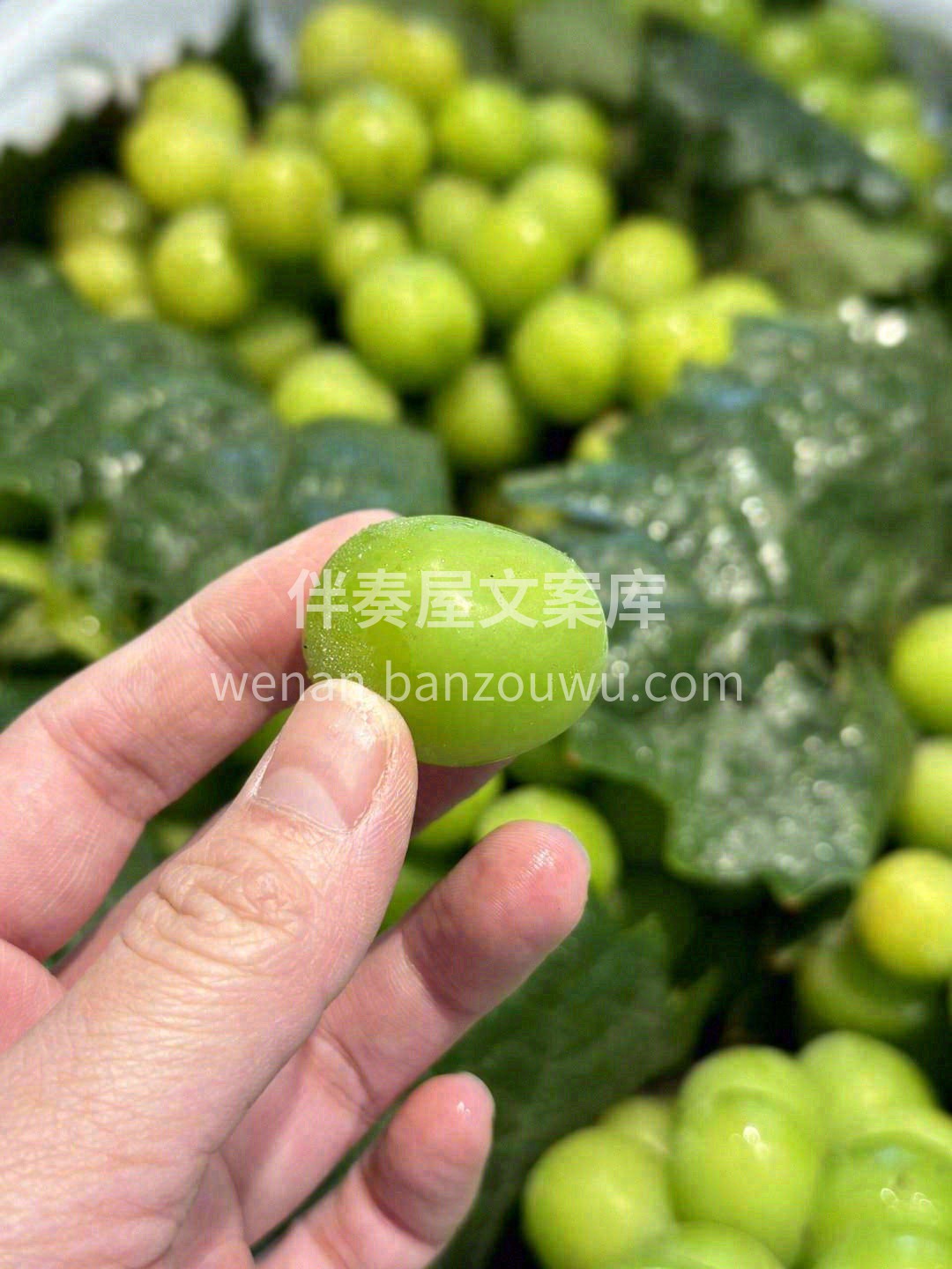 🙋冬天依然好吃的葡萄 每一颗都是脆甜的存 配图2