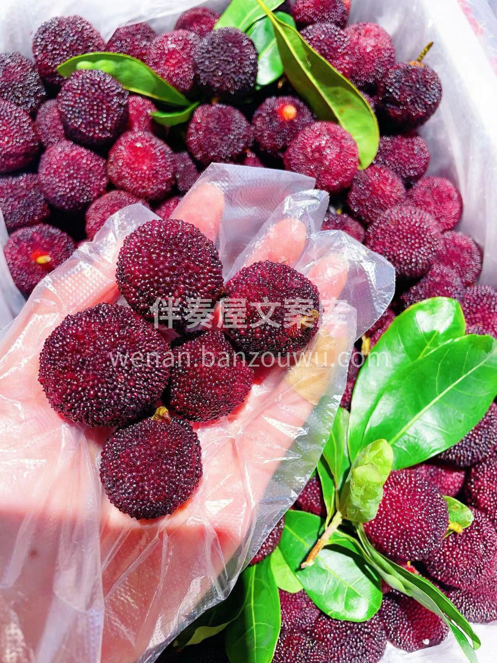 🍀“无杨梅，不夏天”☀️酸酸甜甜，又是一 配图1