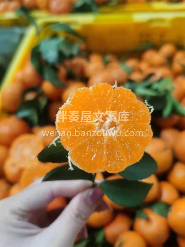 🍊广西砂糖橘 沙糖橘果实大小均匀，适中🔥 配图1