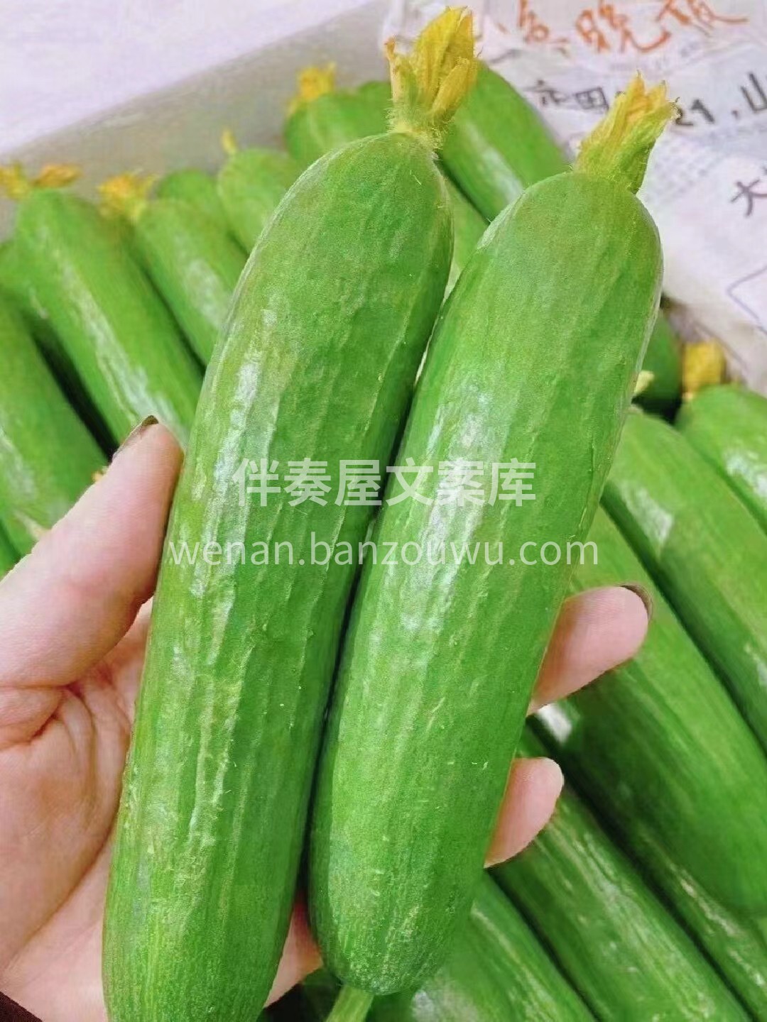 🍭🍭今日推荐【水果黄瓜🥒】 又脆又清爽， 配图3