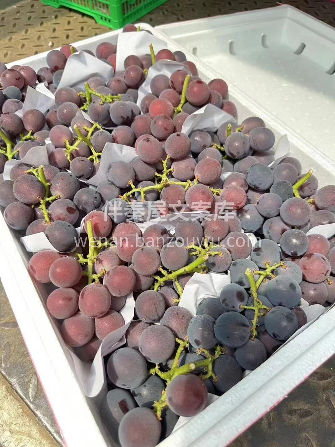 巨峰葡萄🍇好吃惨了☺️ 吃了这么多次葡萄 配图1