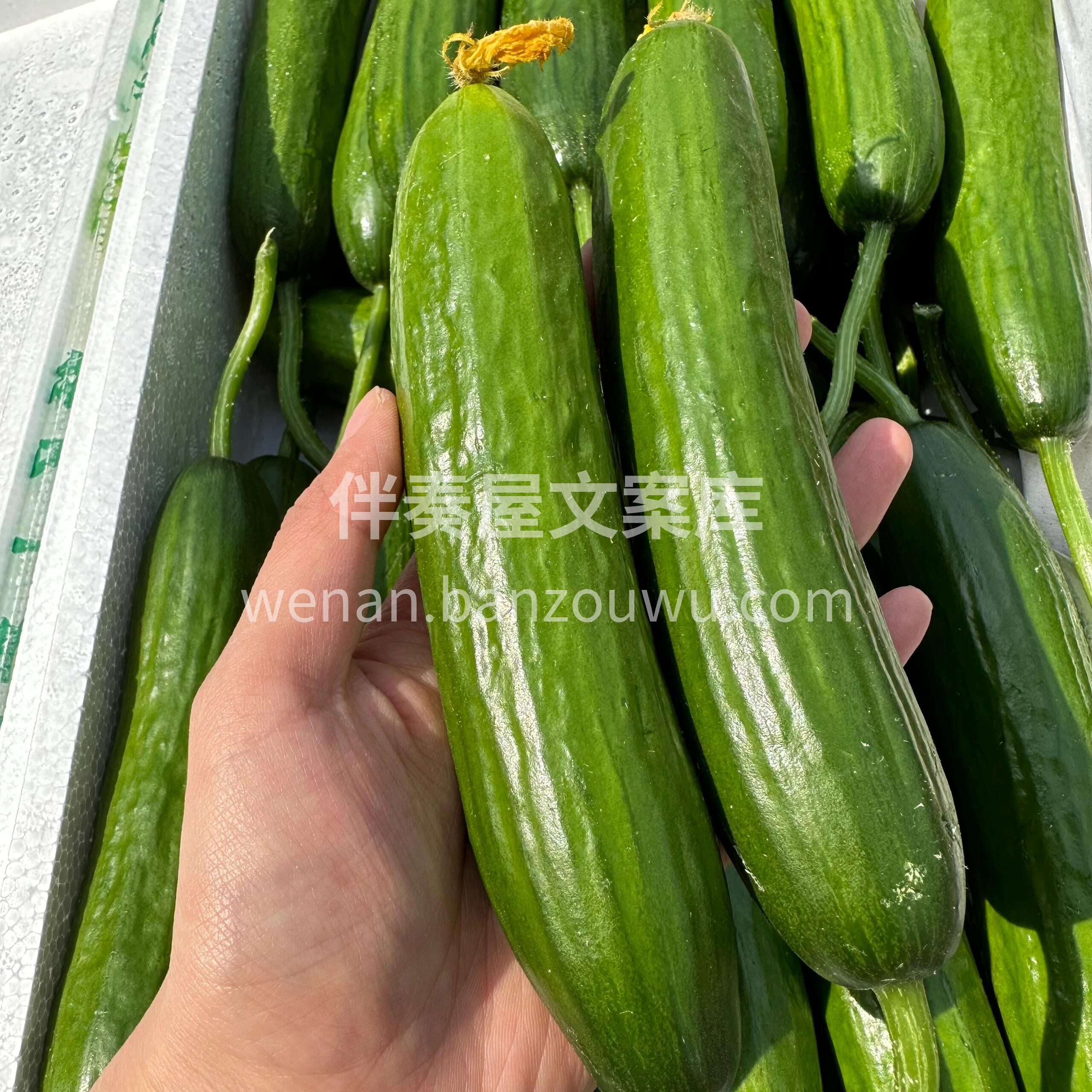 水果小黄瓜🥒水果黄瓜新鲜到店🥒 🍃咬下的 配图1