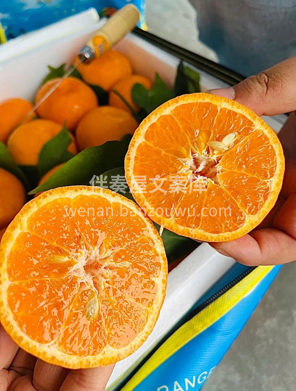 🍊🍊🍊明日见‼️柑橘中的爱马仕💎 皮薄， 配图2