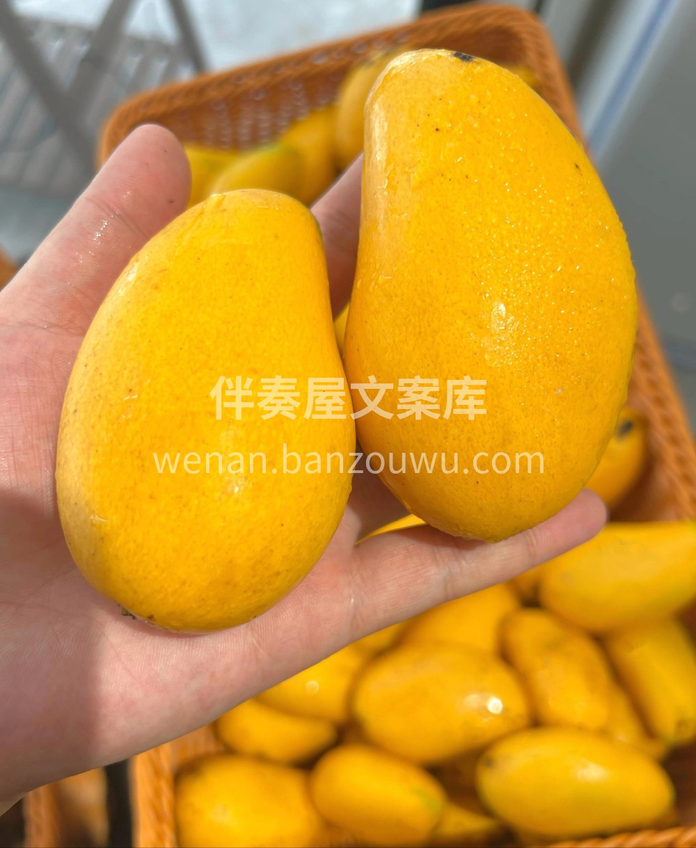 芒果脑袋们看过来👀 🌴海南三亚阳光小台芒 配图3