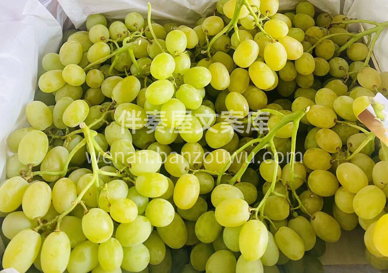 🌎【智利棉花糖青提Cotton Cand 配图3