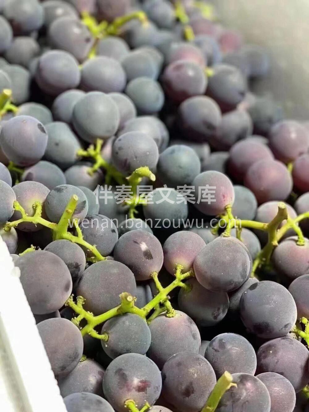 巨峰葡萄🍇好吃惨了☺️ 吃了这么多次葡萄 配图2