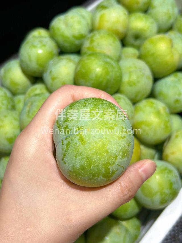 汶川黄心脱骨李 💥皮薄肉厚、脆甜爽口😋， 配图2
