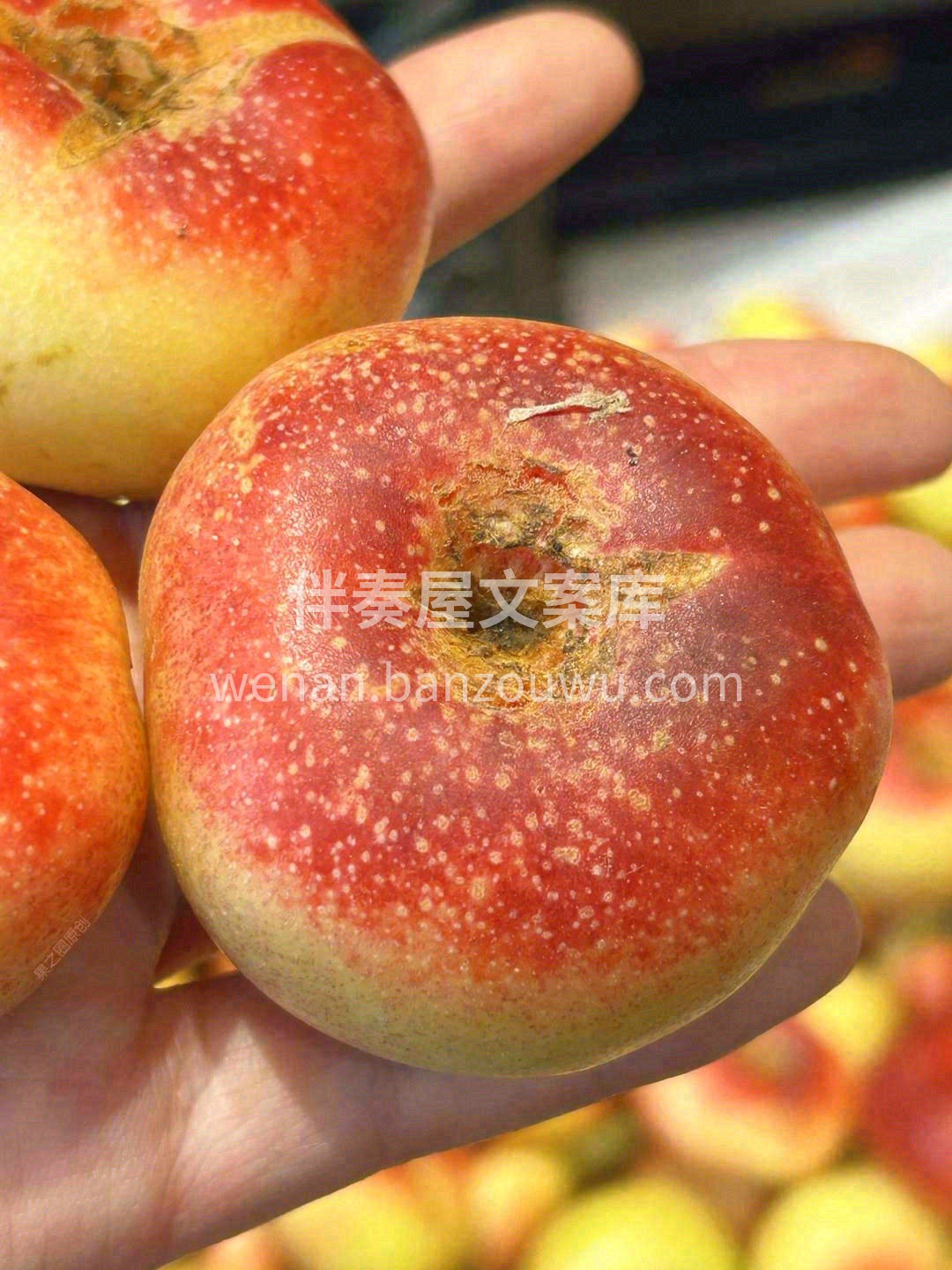 🍑只需要轻轻咬一口，😋这颗粉糯的立马会露 配图2