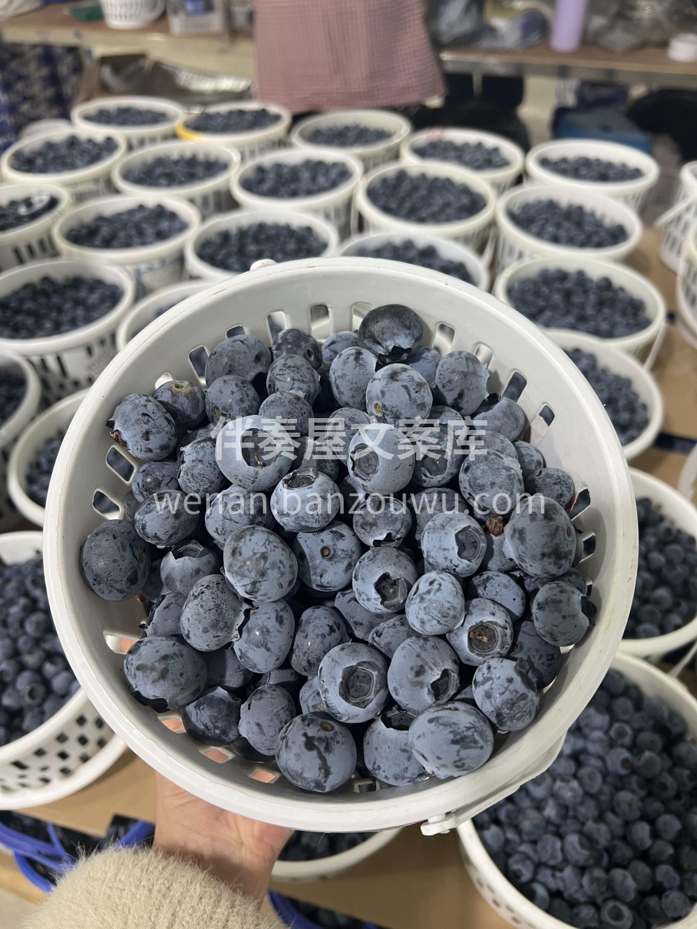 🌴云南小糖豆蓝莓必须安利！❤️咬下去又脆 配图3