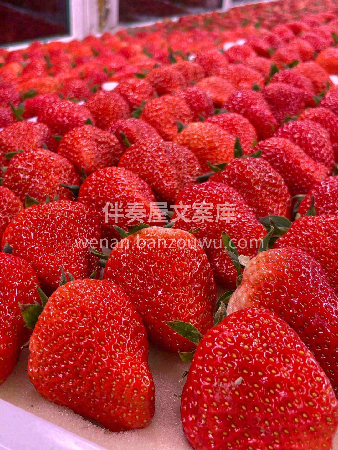 🍓 今日份的糖分超标预警！这满屏的红通通 配图2
