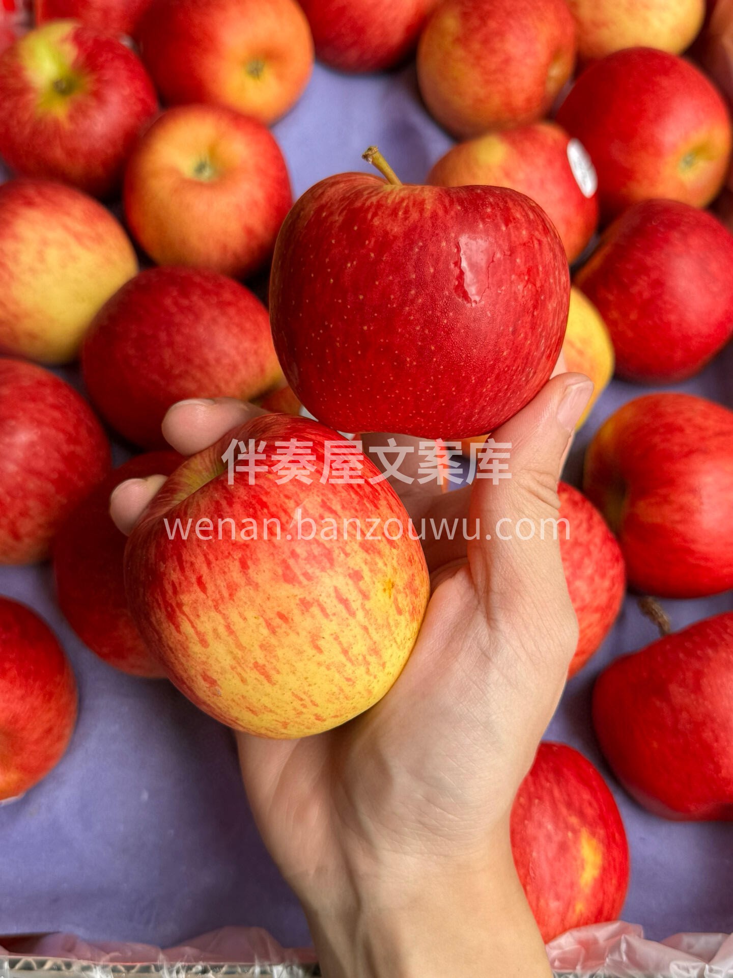 新西兰泰勒红玫瑰苹果🍎，自带玫瑰香😍 有 配图2