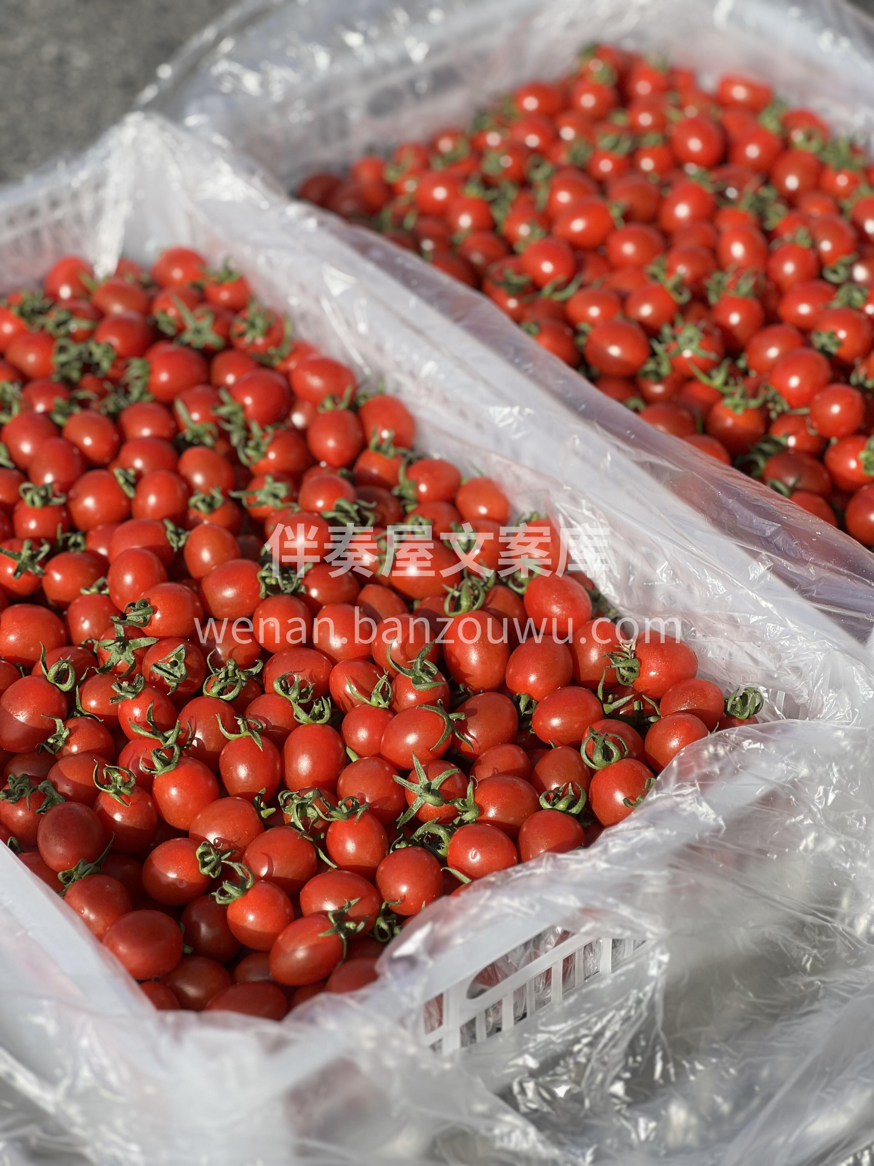 爆汁小甜王-千禧 😋🍅又甜又低卡 瘦身必 配图2