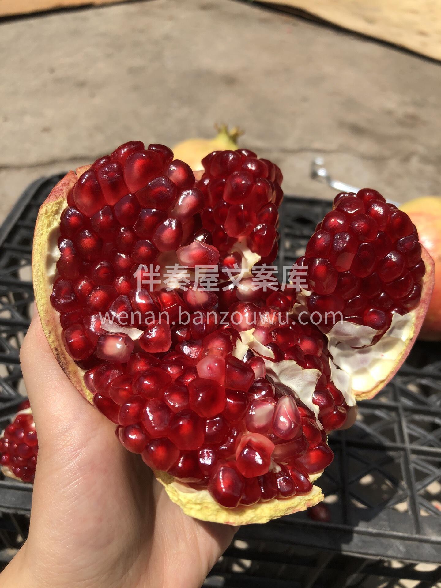 🥰抗氧化水果之「软籽石榴」🍃 自从入秋后 配图1