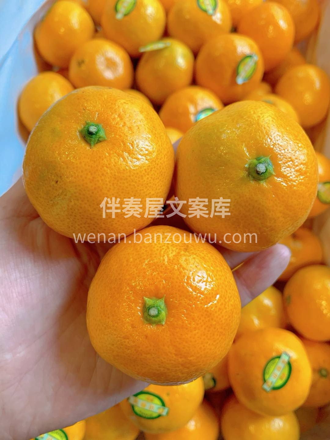 🍀秋天到了，橘子党是最高兴的 皮薄、肉甜 配图2