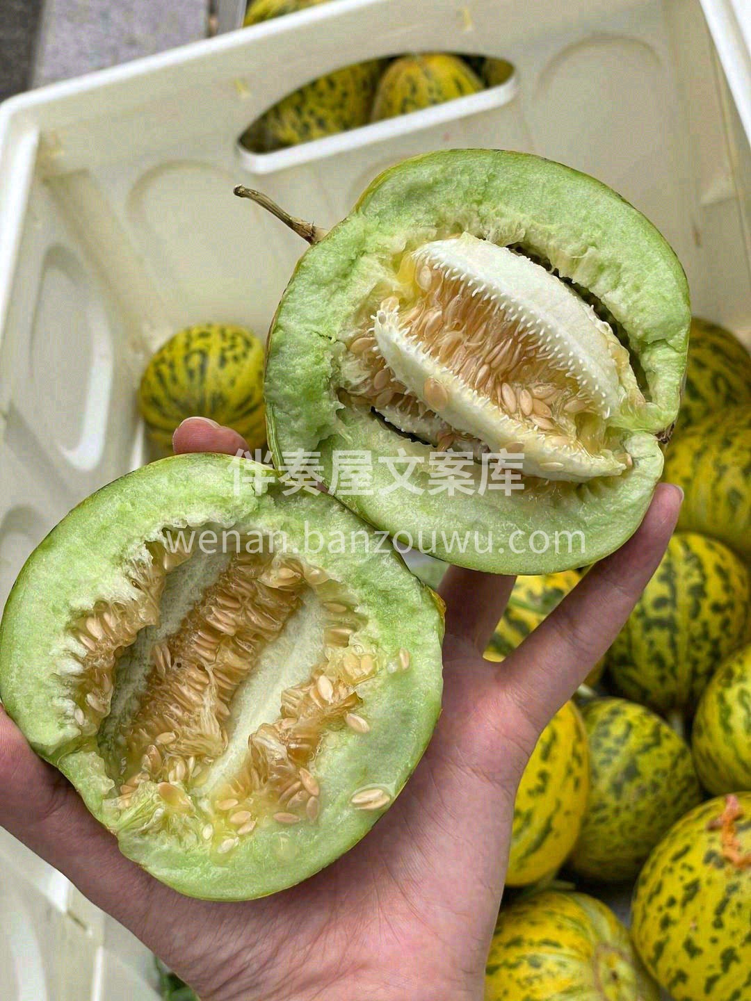 🙋吃香瓜徒手捶开😂，手落瓜开💥 浓浓的香 配图2