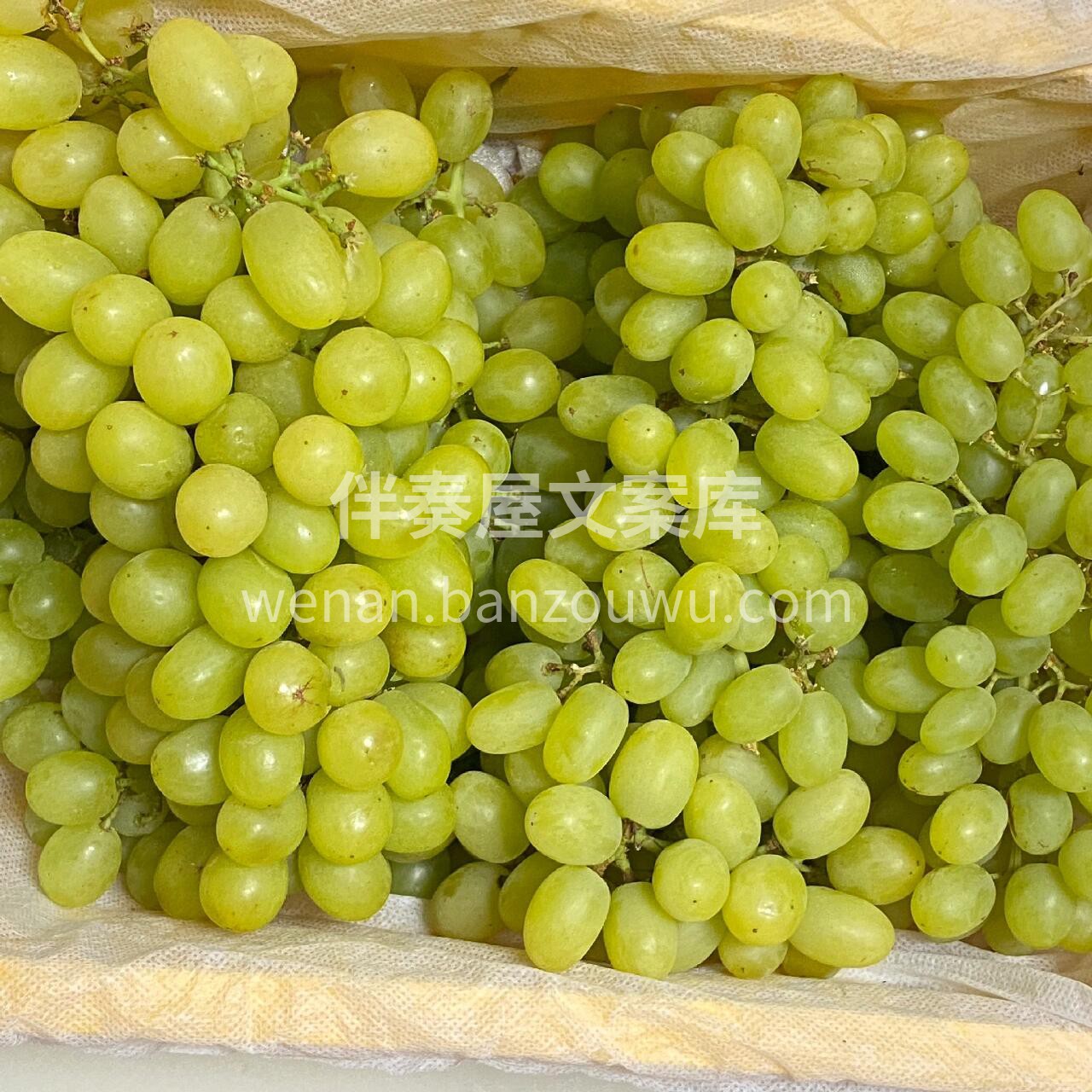新疆🟩马奶提🍃 真不愧是新疆吐鲁番的马奶 配图2