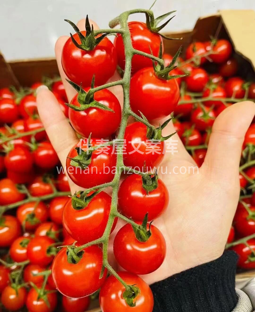 🌸有机串番茄🍅不仅拥有超高颜值美貌😘口感 配图1