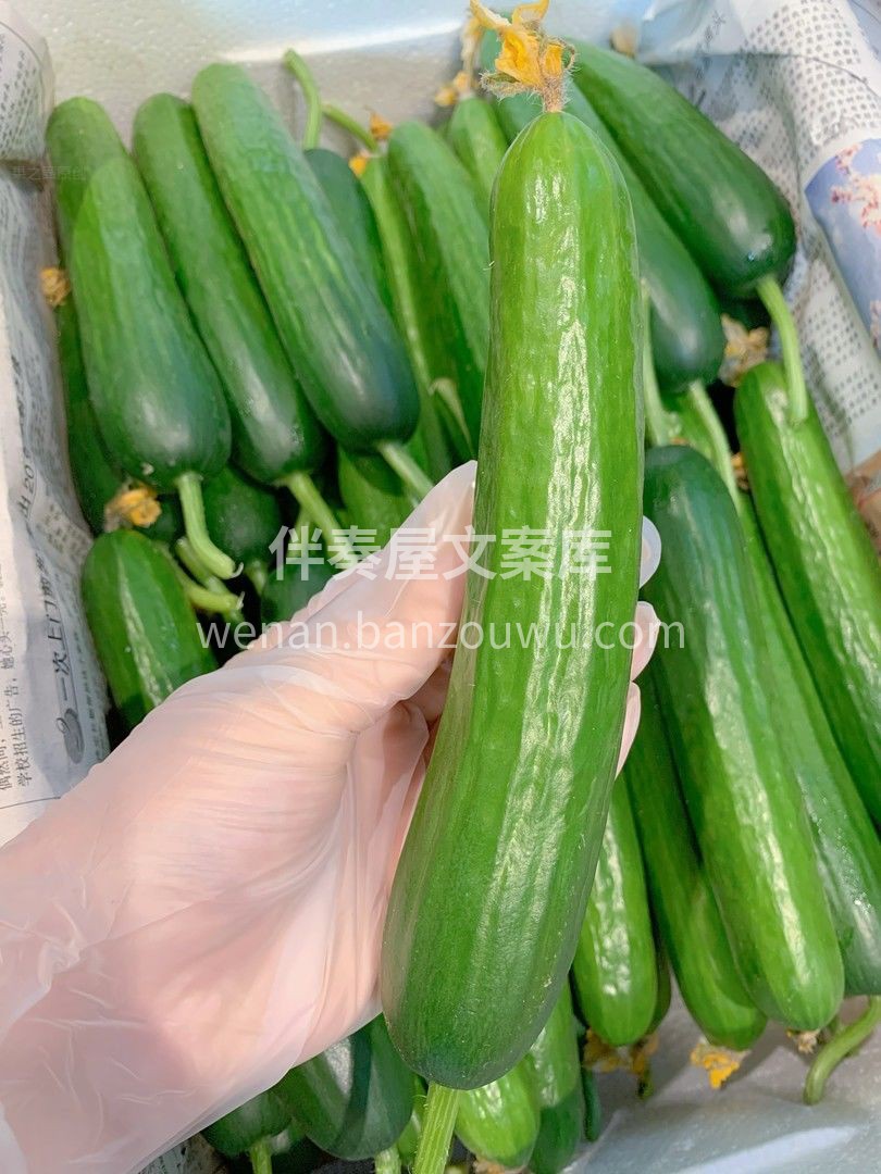 💚即食水果黄瓜，新鲜嘎嘣脆😁 野炊必备小 配图2
