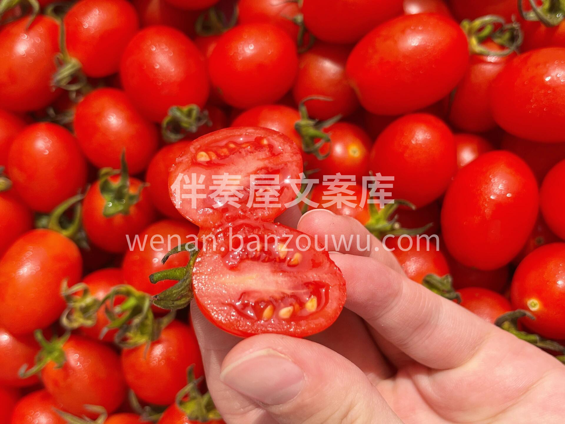 新货到家【玲珑千禧🍅】 翠绿翠绿的果叶🍃 配图2