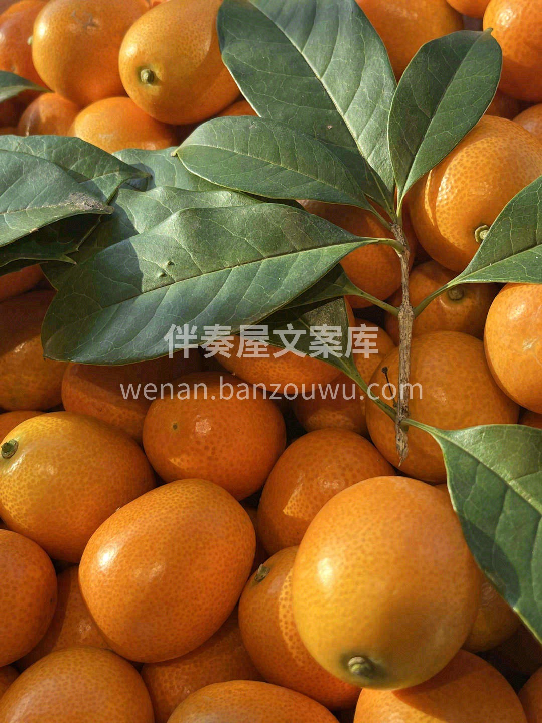 含汁量实在太足了🍊，嘴巴仿佛是榨汁机🙊  配图2