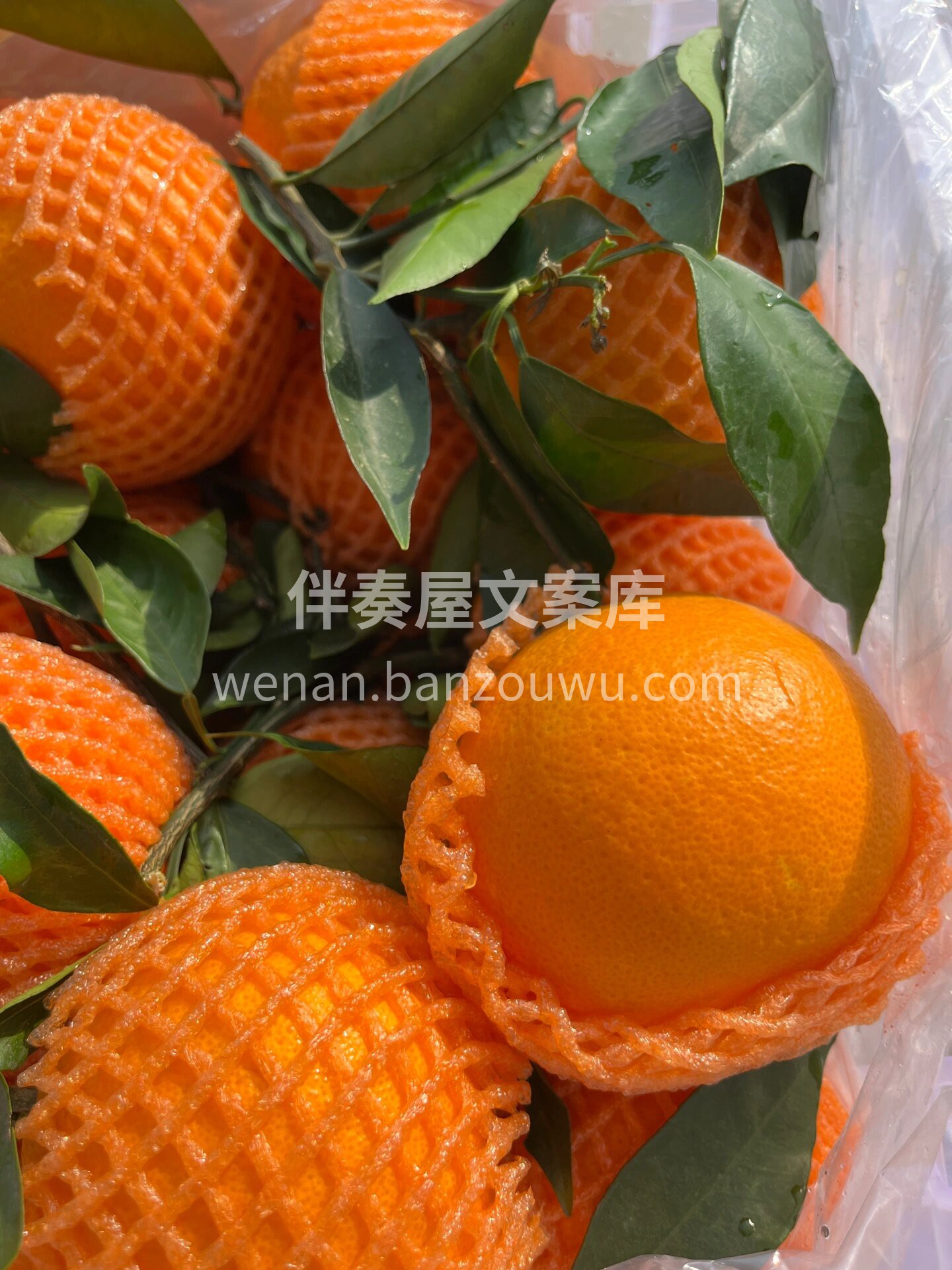 何以解馋~唯有伦晚🍊 🌼春天里的限定❗️ 配图2