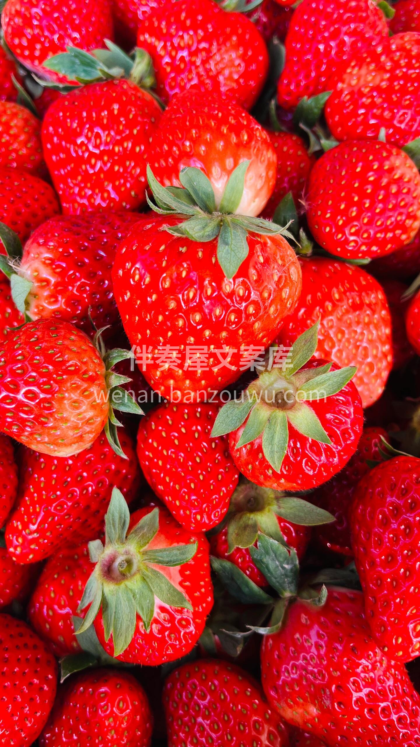 一颗颗草莓🍓俏皮可爱、红润饱满，一口咬下 配图1
