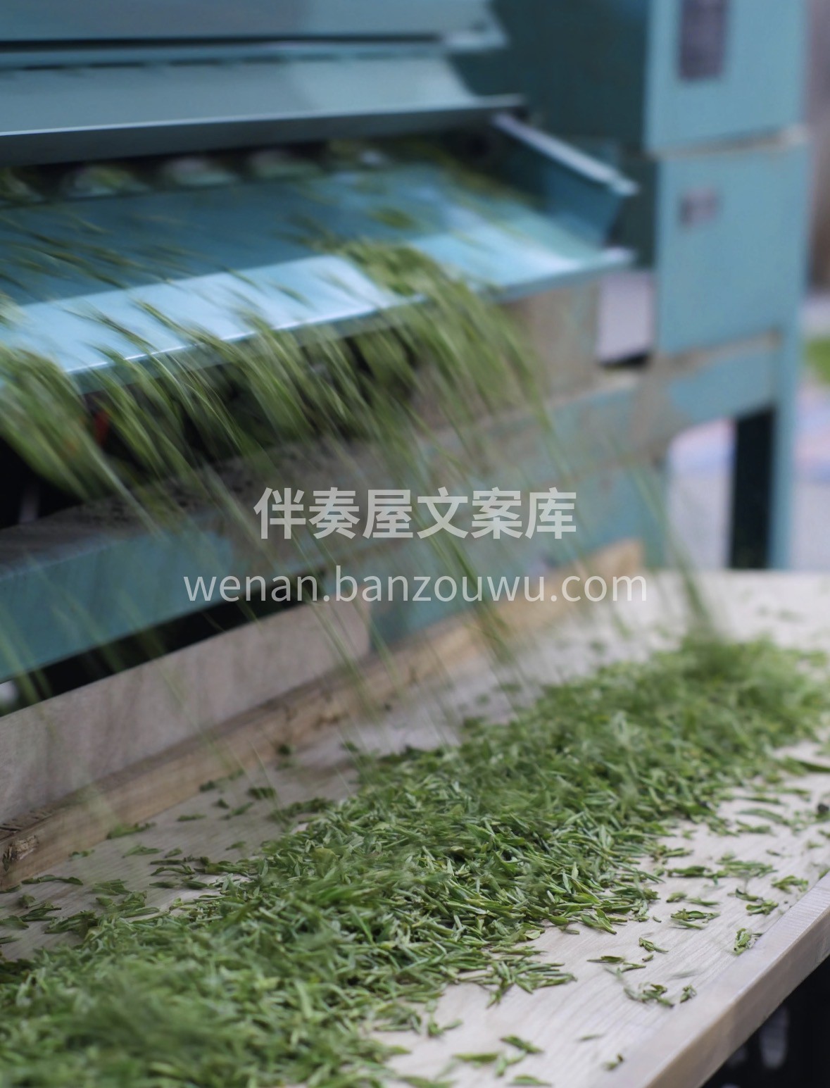 🎁送礼首选｜黄茶毛峰·体面又走心 ✅特级 配图1