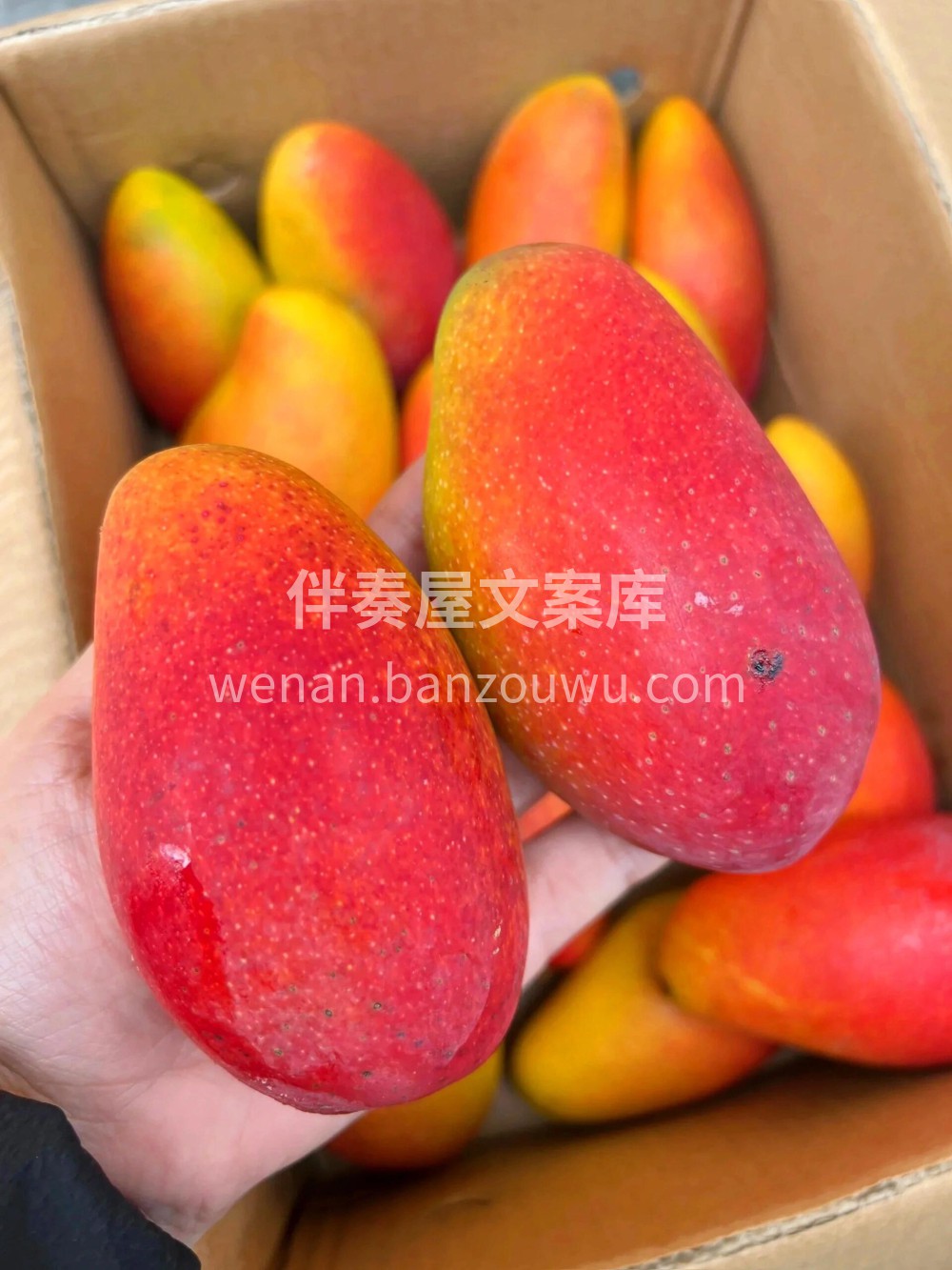 🌴海南树熟贵妃芒🥭正当时自然熟的香甜味🌸 配图2