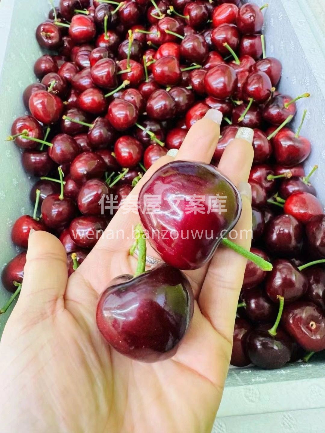 美早樱桃特大果 一食一物🍒，一枝一叶🌱! 配图1