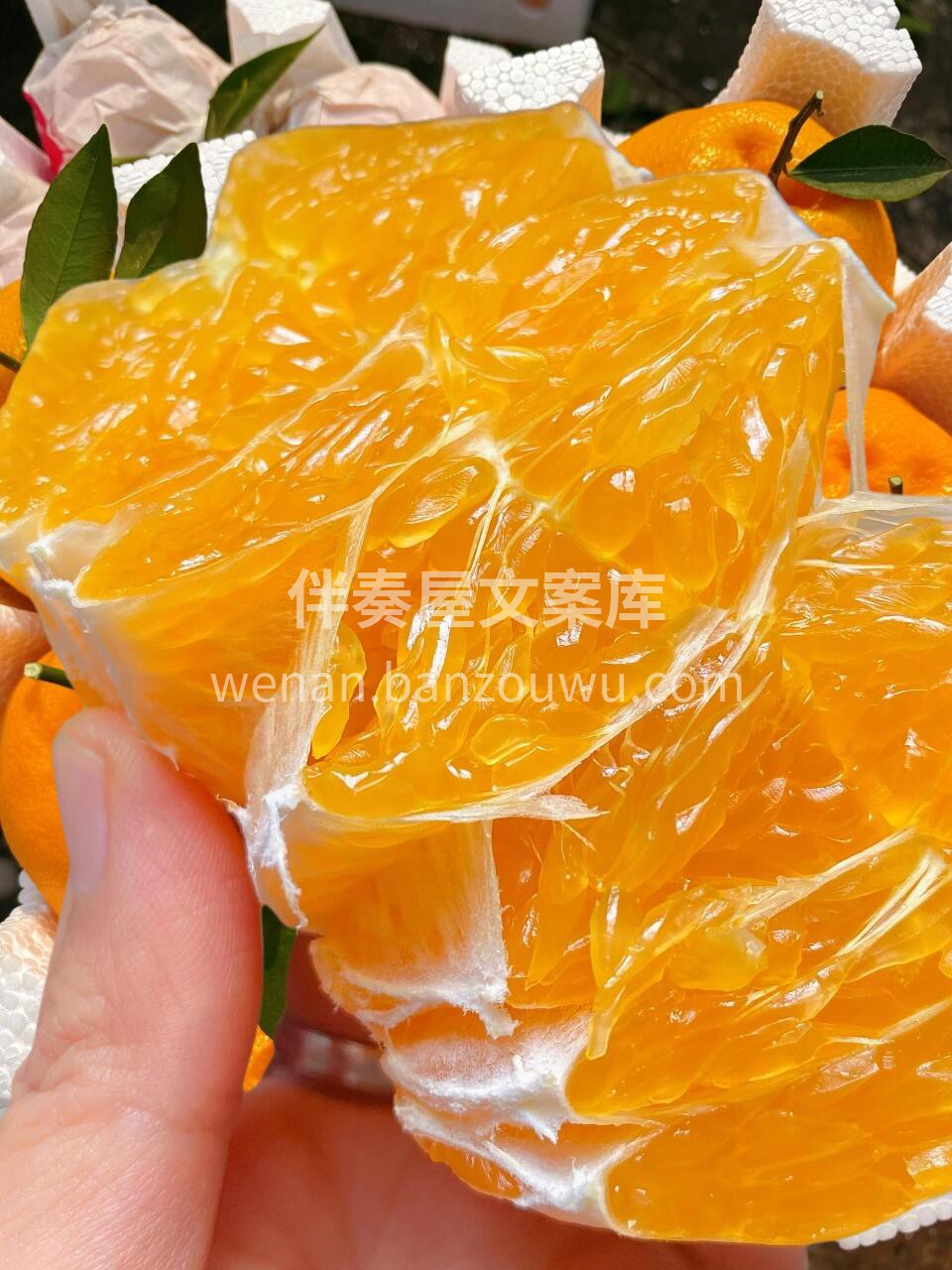 🍊春见耙耙柑真的很顶‼️ 轻轻一掰就开👌 配图2
