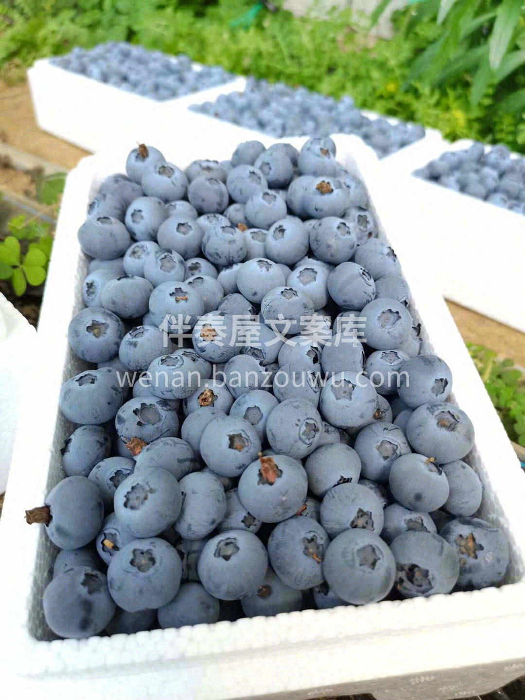 ?蓝莓的皮并不厚，也不涩，反而带点脆?  配图2