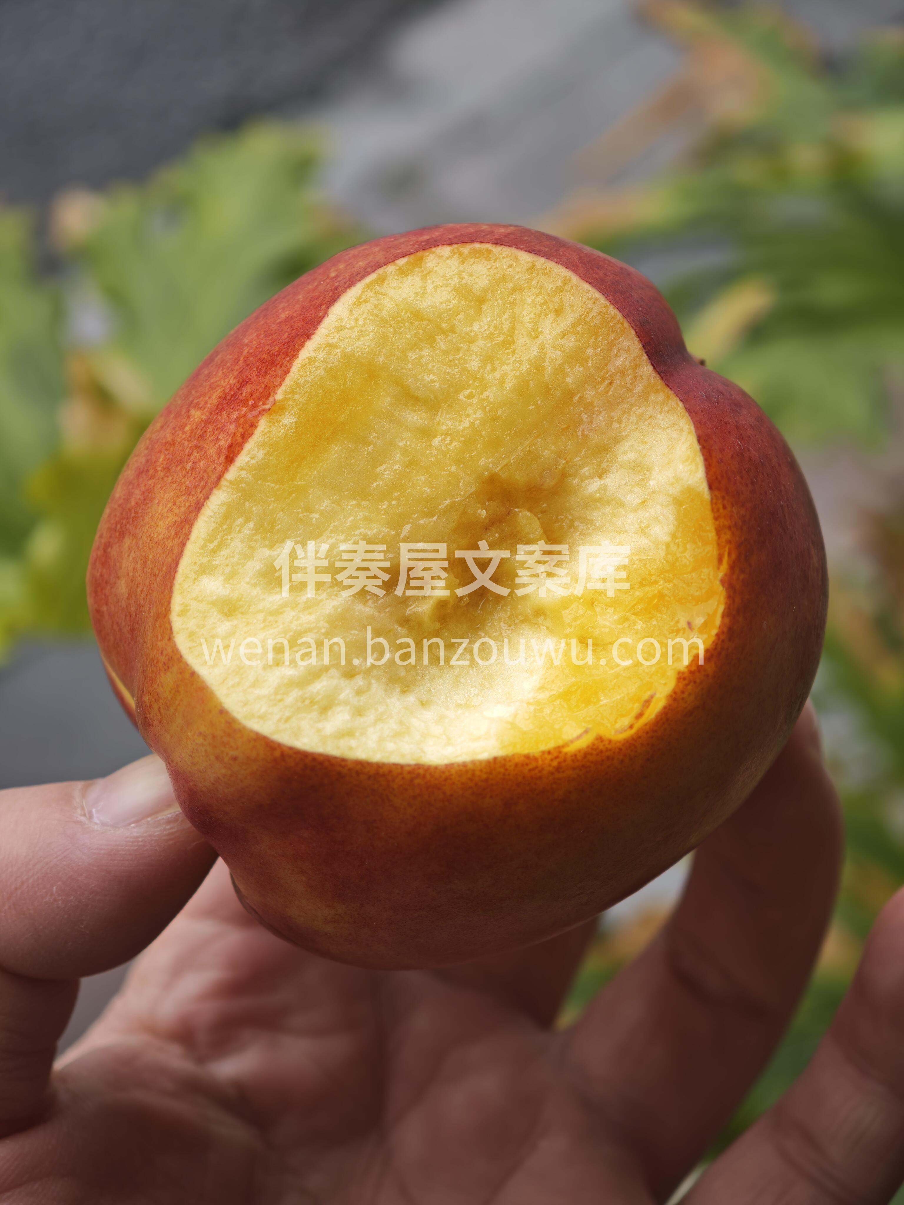 好甜好甜的 🌴澳洲黄肉油桃 💋特别好吃， 配图1