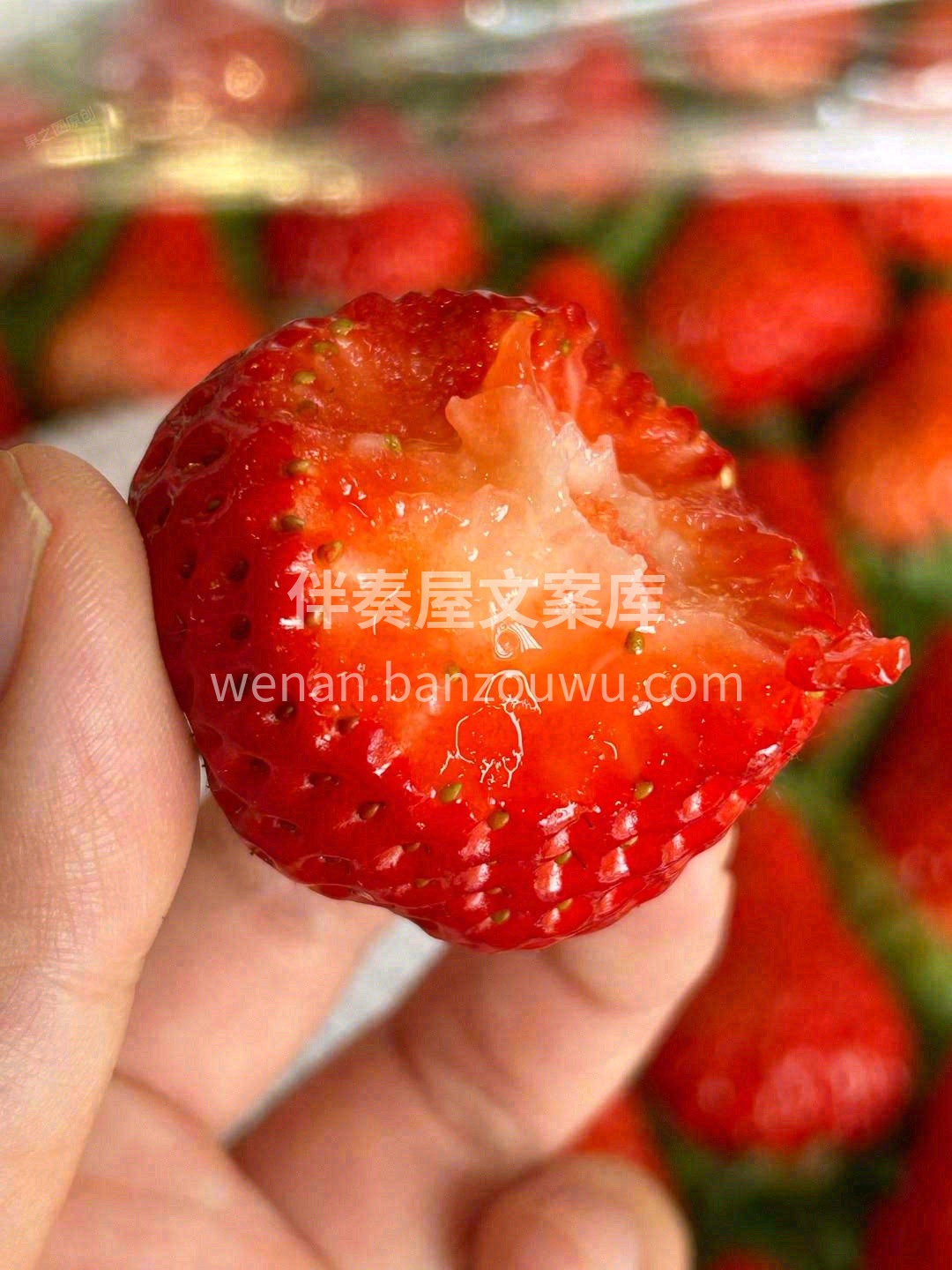 🍓一颗红颜草莓自然红透的小可爱谁能不爱呢 配图2