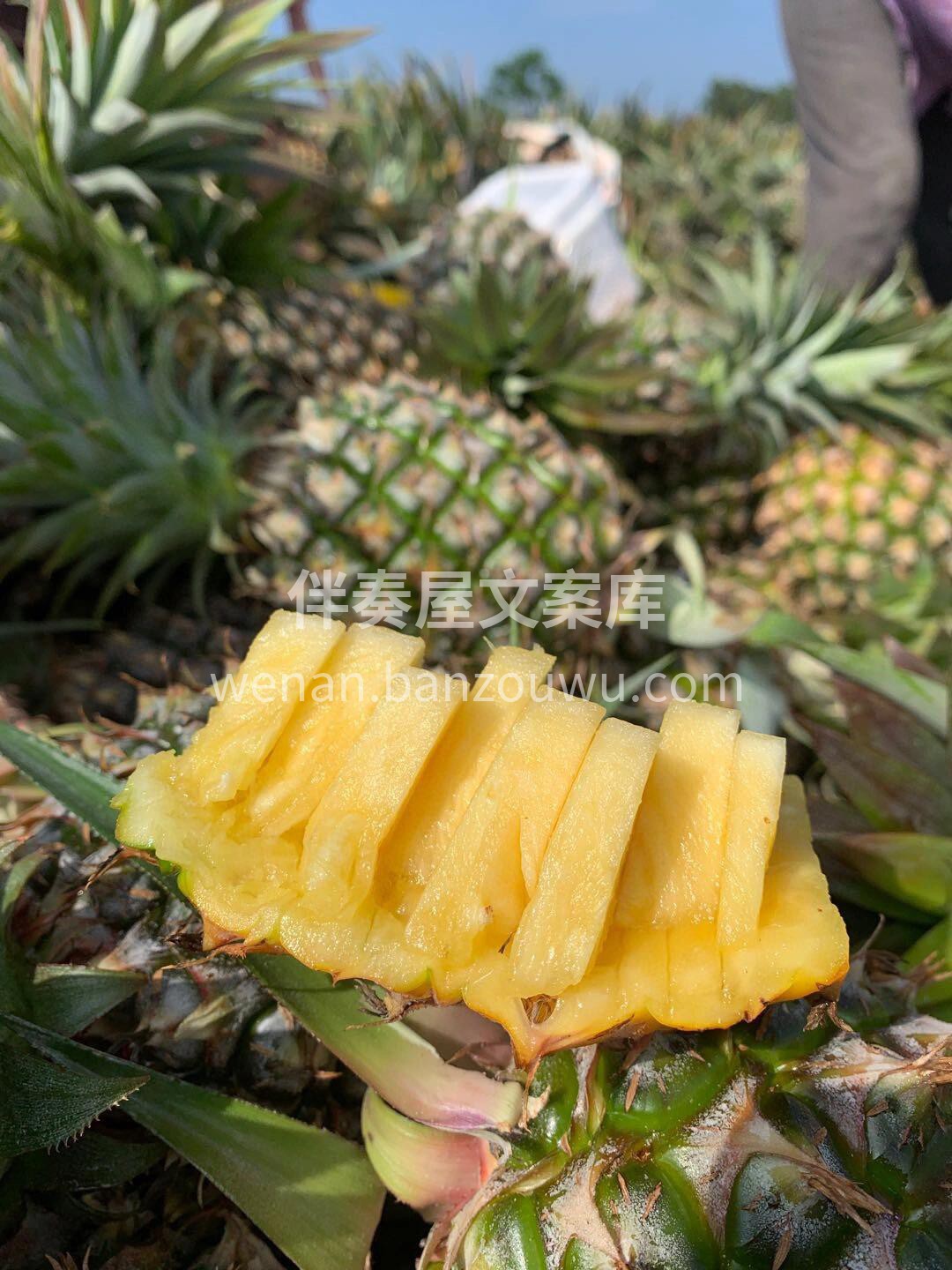 饭后推荐🤗冬蜜凤梨🍍 凤梨中的劳斯莱斯！ 配图1