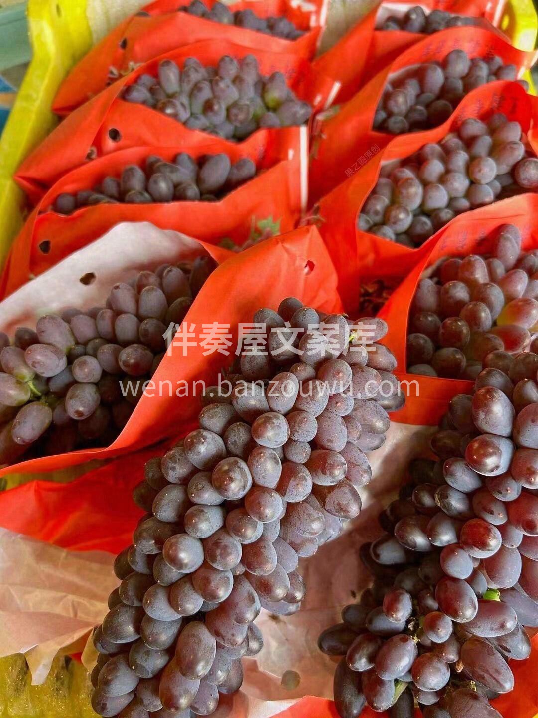 🌈茉莉香葡萄上新✨ 颜值担当😎茉莉香葡萄 配图3