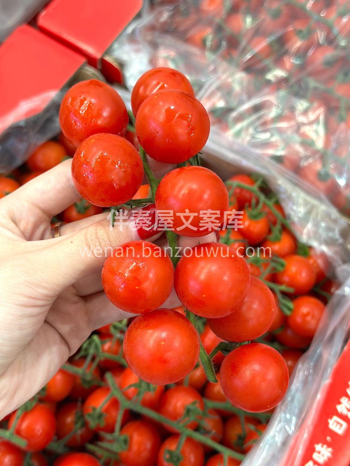 【“番”外甜蜜】串收番茄新鲜到货👏 果身 配图1
