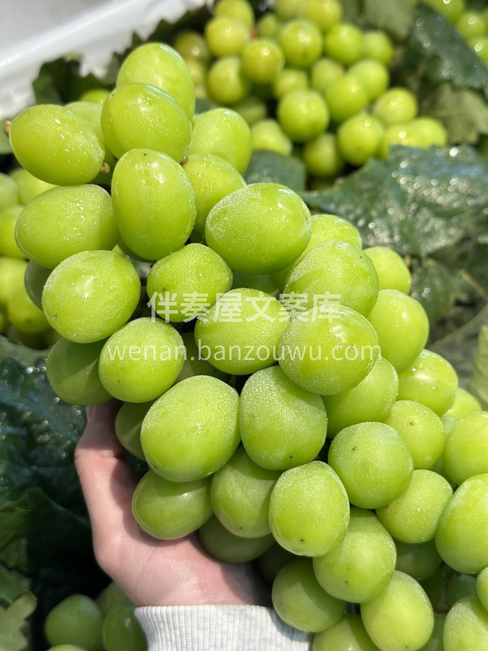 阳光玫瑰青提，来啦🥰味道清甜，无酸无瑟， 配图3